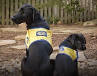 1766076203_AnyConv.com__BLACK-PUPS 1766076203 AnyConv.com BLACK PUPS 1 Why Advanced Orthodontic Care is Different